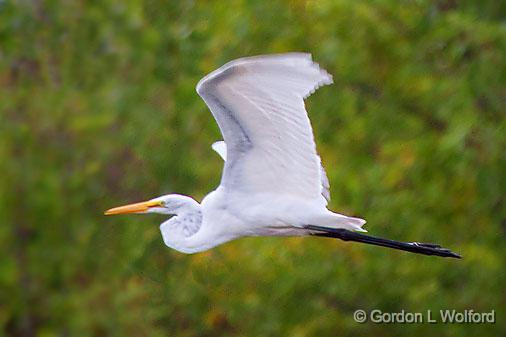 Egret In Flight_25884.jpg - Great Egret (Ardea alba) photographed at Ottawa, Ontario, Canada.